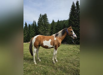 Pinto Horse Mix, Stallone, 1 Anno, 150 cm, Pezzato