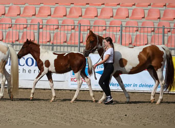 Pinto Horse, Stallone, 1 Anno, 150 cm, Pezzato