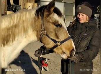 Pinto Horse Mix, Stallone, 1 Anno, 152 cm, Tobiano-tutti i colori