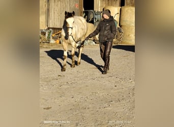 Pinto Horse Mix, Stallone, 1 Anno, 152 cm, Tobiano-tutti i colori