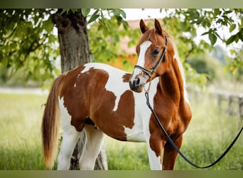 Pinto Horse, Stallone, 1 Anno, 154 cm, Tobiano-tutti i colori