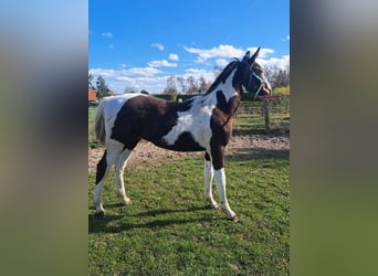 Pinto Horse Mix, Stallone, 1 Anno, 170 cm, Pezzato