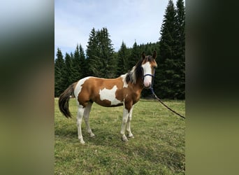 Pinto Horse Mix, Stallone, 2 Anni, 150 cm, Pezzato