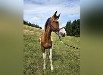 Pinto Horse Mix, Stallone, 2 Anni, 150 cm, Pezzato
