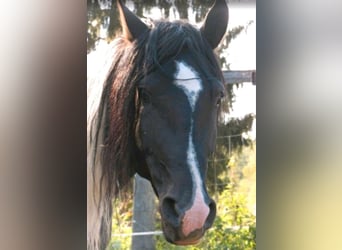 Pinto Horse Mix, Stallone, 2 Anni, 155 cm, Pezzato