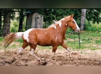 Pinto Horse Mix, Stallone, 2 Anni, 155 cm, Pezzato