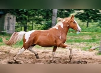 Pinto Horse Mix, Stallone, 2 Anni, 155 cm, Pezzato