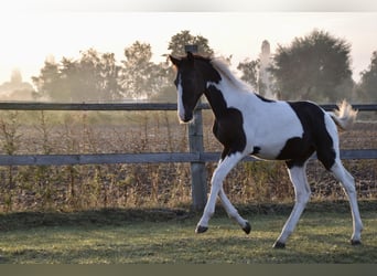 Pinto Horse, Stallone, 2 Anni, 170 cm, Pezzato