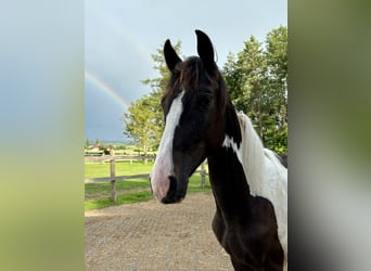 Pinto Horse, Stallone, 2 Anni, 170 cm, Pezzato