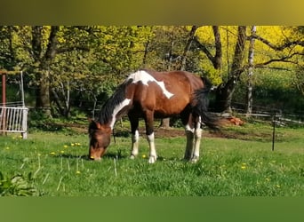 Pinto Horse, Stallone, 3 Anni, 163 cm, Tobiano-tutti i colori