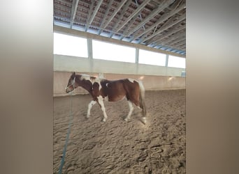 Pinto Horse, Stallone, 3 Anni