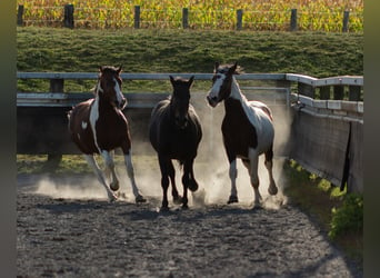 Pinto Horse, Stallone, 3 Anni, Morello