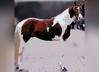 Pinto Horse, Stallone, 5 Anni, 165 cm, Pezzato