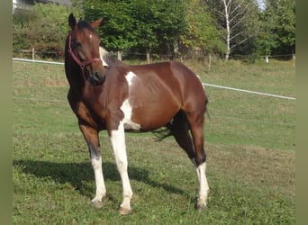 Pinto Horse, Stallone, 7 Anni, 172 cm, Pezzato