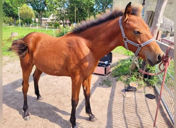 Pinto Horse, Stallone, Puledri (03/2024), 115 cm, Baio