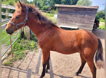 Pinto Horse, Stallone, Puledri (03/2024), 115 cm, Baio