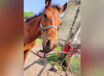 Pinto Horse, Stallone, Puledri (03/2024), 115 cm, Baio