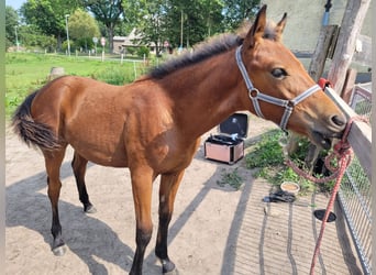 Pinto Horse, Stallone, Puledri (03/2024), 115 cm, Baio