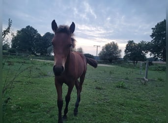 Pinto Horse, Stallone, Puledri (03/2024), 115 cm, Baio