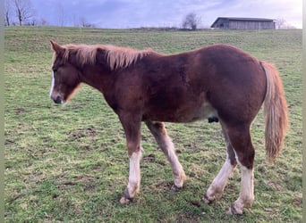 Pinto Horse, Stallone, , 154 cm, Sauro