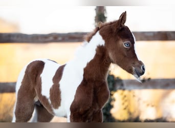 Pinto Horse, Stallone, Puledri
 (01/2024), 156 cm, Può diventare grigio