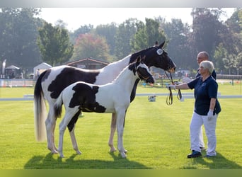 Pinto Horse, Stallone, Puledri
 (05/2023), 160 cm, Pezzato