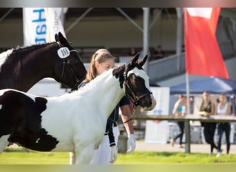 Pinto Horse, Stallone, Puledri
 (05/2023), 160 cm, Pezzato
