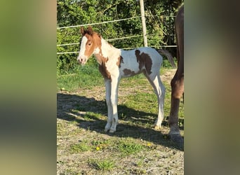 Pinto Horse Mix, Stallone, , 160 cm, Pezzato