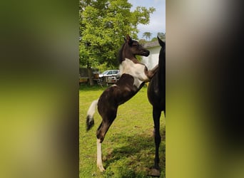 Pinto Horse, Stallone, Puledri (04/2026), Pezzato
