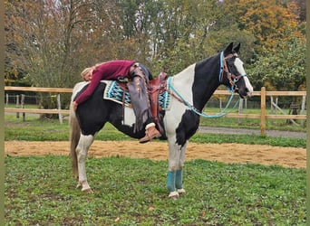 Pinto, Klacz, 10 lat, 160 cm, Srokata