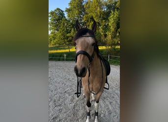 Pinto, Klacz, 11 lat, 145 cm, Jelenia