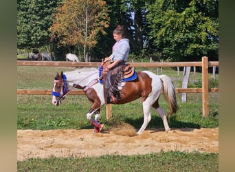 Pinto, Klacz, 11 lat, 148 cm, Srokata