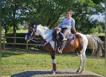 Pinto, Klacz, 12 lat, 150 cm, Srokata