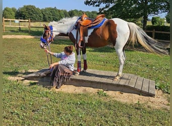 Pinto, Klacz, 12 lat, 150 cm, Srokata