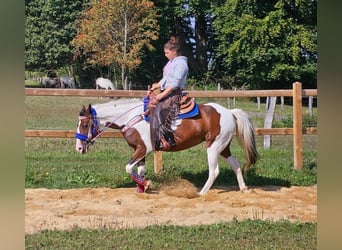 Pinto, Klacz, 12 lat, 150 cm, Srokata