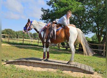 Pinto, Klacz, 12 lat, 150 cm, Srokata