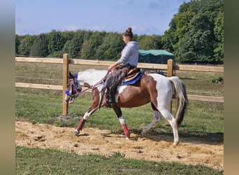 Pinto, Klacz, 12 lat, 150 cm, Srokata