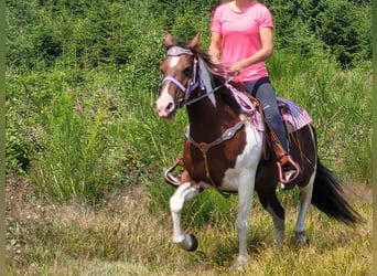 Pinto, Klacz, 12 lat, 153 cm, Srokata