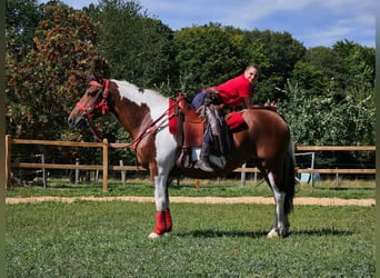 Pinto, Klacz, 12 lat, 153 cm, Srokata