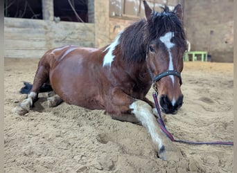 Pinto Mix, Klacz, 15 lat, 148 cm
