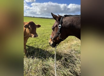 Pinto, Klacz, 15 lat, 150 cm, Jasnogniada