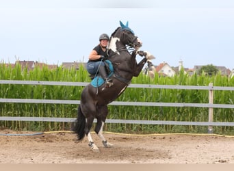 Pinto Mix, Klacz, 1 Rok, 142 cm, Srokata