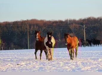 Pinto Mix, Klacz, 1 Rok, 152 cm, Srokata