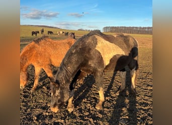 Pinto Mix, Klacz, 20 lat, 160 cm, Srokata