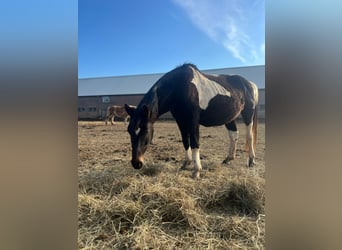 Pinto Mix, Klacz, 20 lat, 160 cm, Srokata