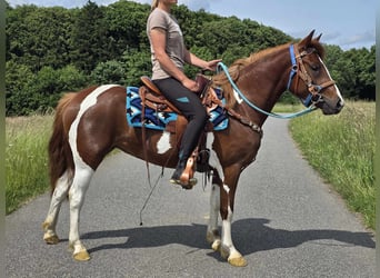 Pinto, Klacz, 3 lat, 145 cm, Srokata