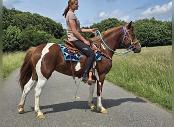 Pinto, Klacz, 3 lat, 145 cm, Srokata