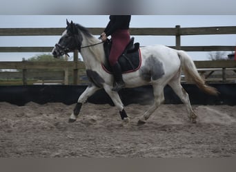 Pinto, Klacz, 3 lat, 148 cm, Srokata