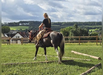 Pinto, Klacz, 3 lat, 148 cm, Srokata