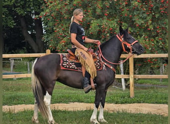 Pinto, Klacz, 3 lat, 148 cm, Srokata